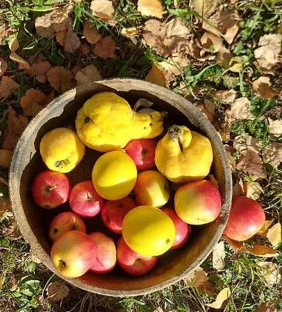 別荘 Kremna Cottage Kremna