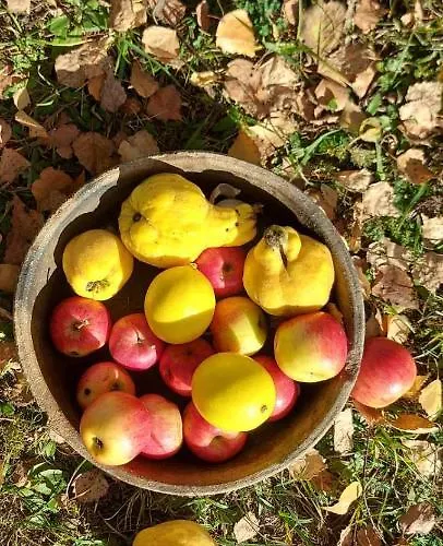 Casa vacanze Kremna Cottage Kremna